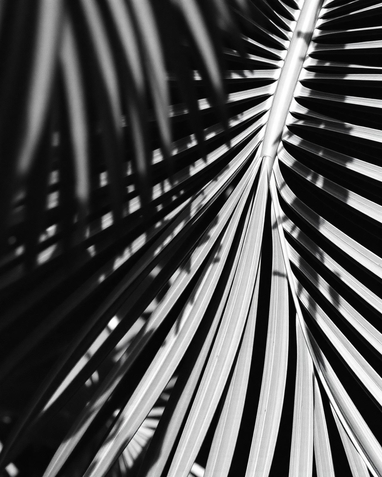 Palm fronds in directional light