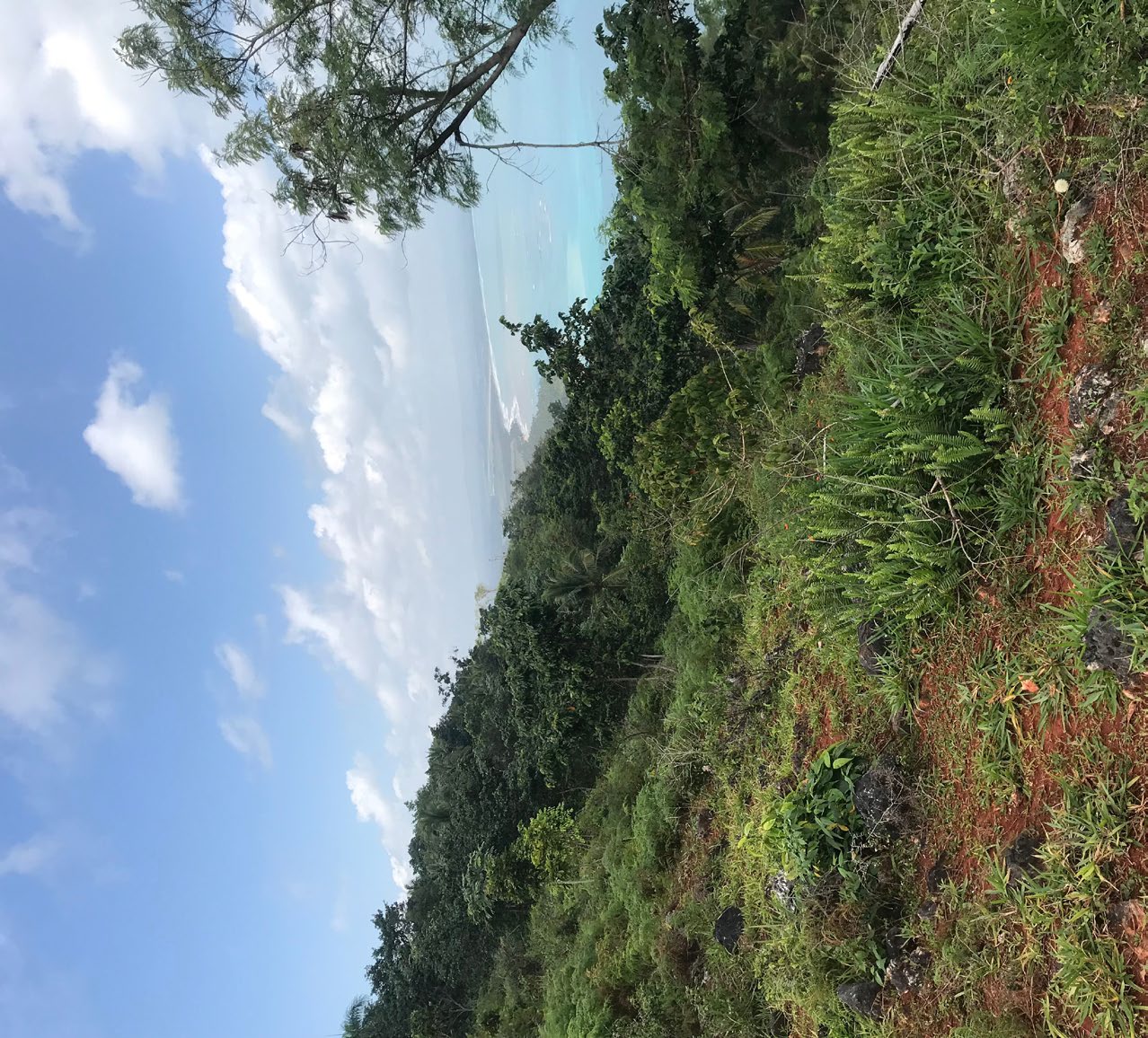 Jungle and ocean view from the site